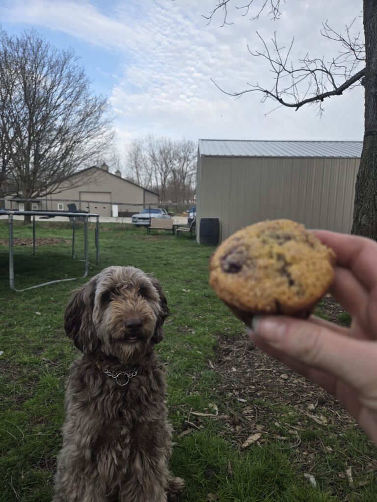 maple with a muffin