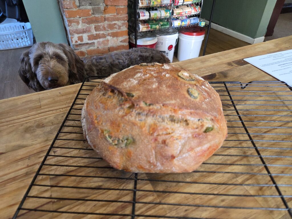 maple looking at bread