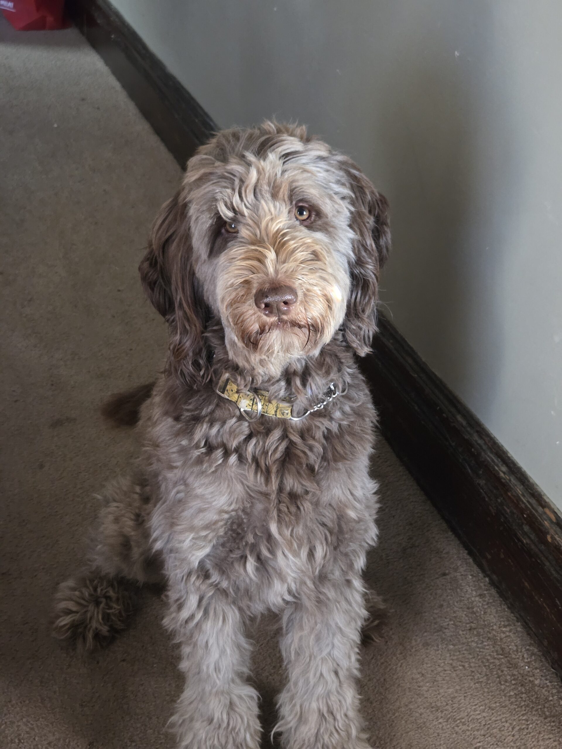 fluffy dog with puppy eyes