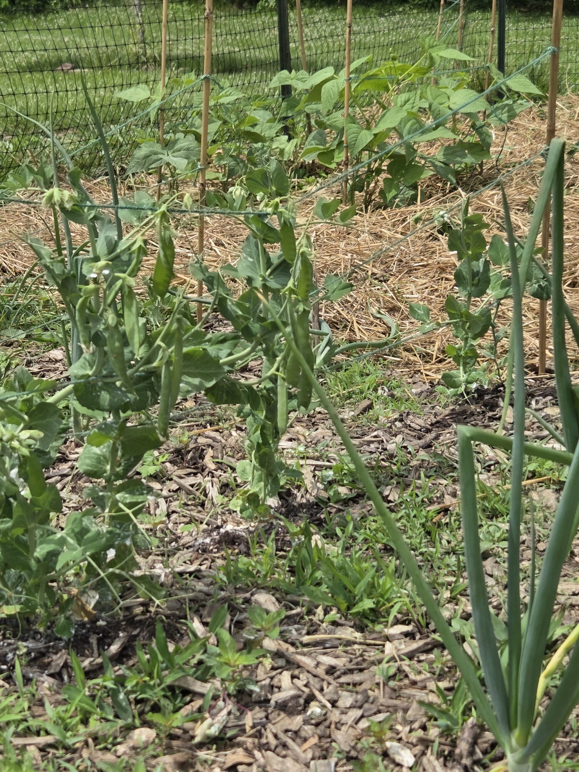 Sweet peas 