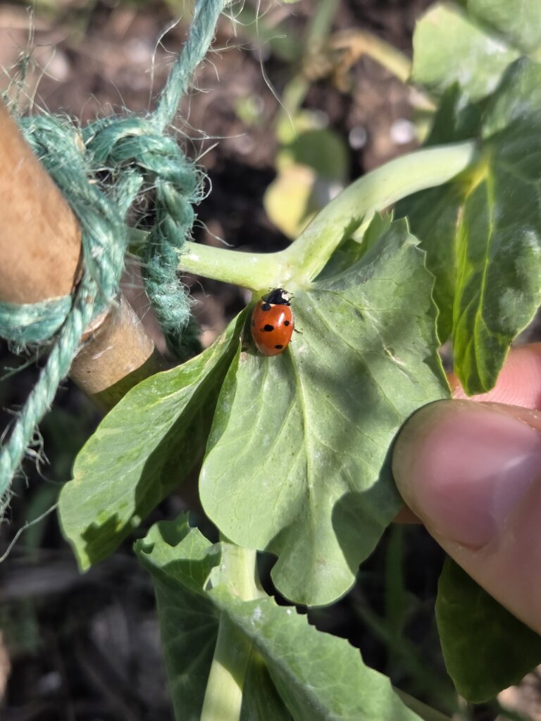 little ladybug on leaf
