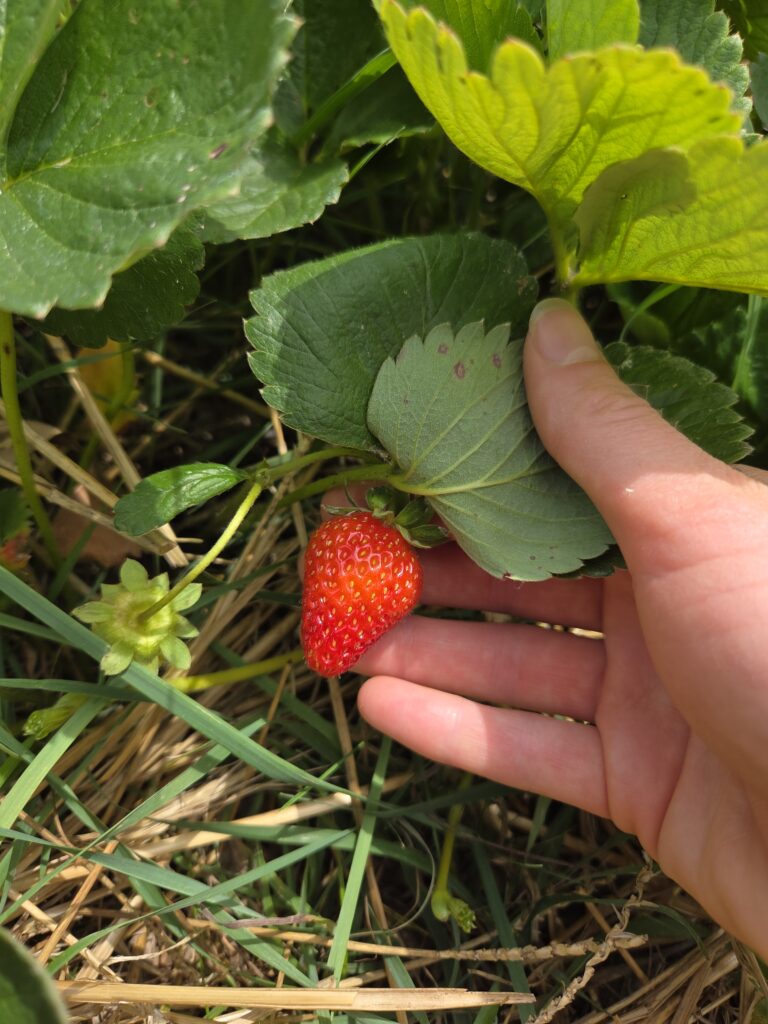 ripe strawberry off the vine