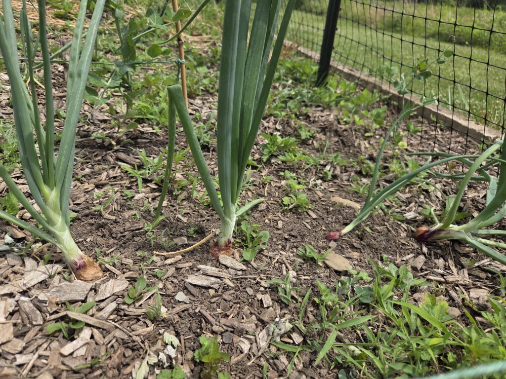 onions growing