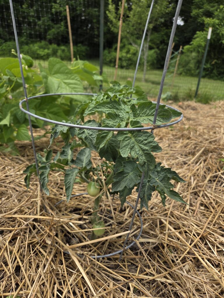tomato plant growing