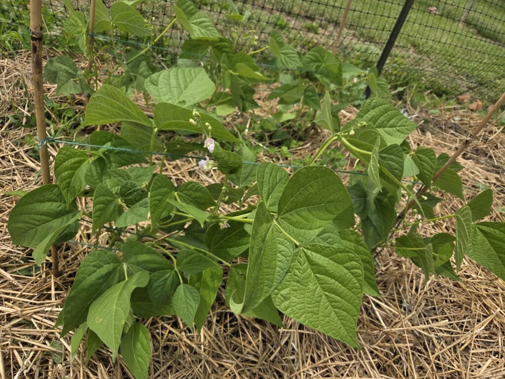 Green beans growing