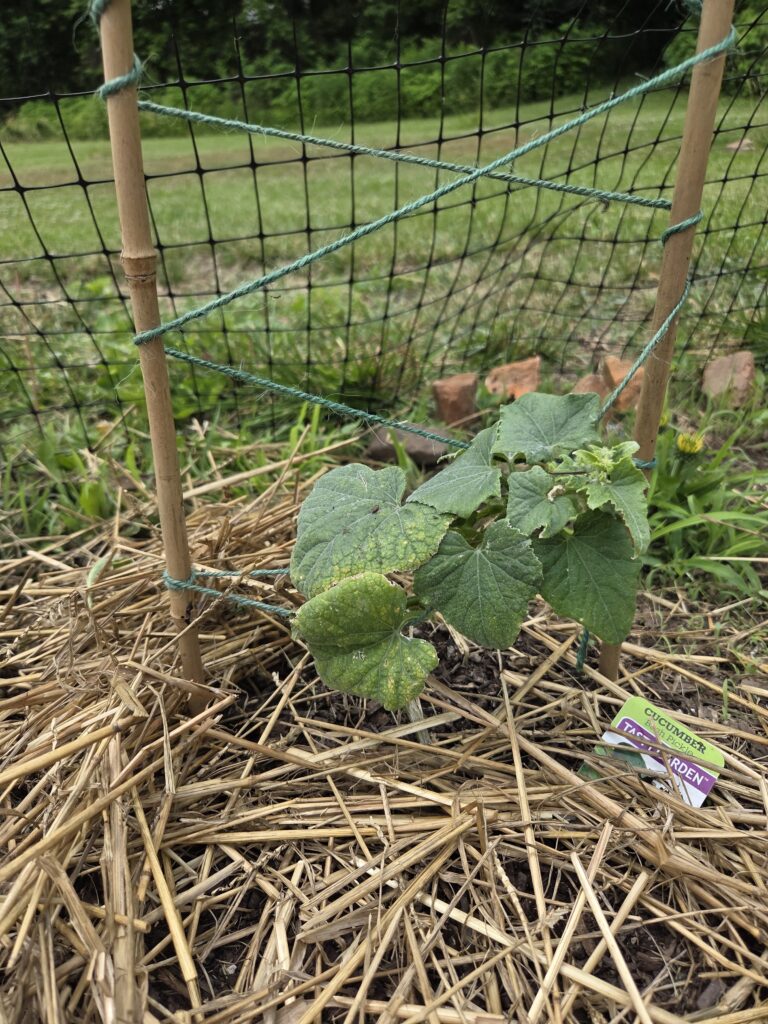 cucumber plant growing
