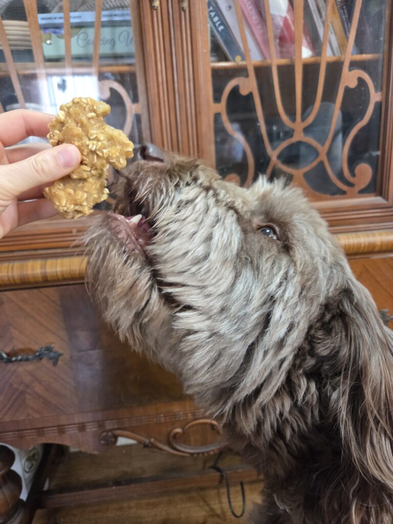 maple eating treats