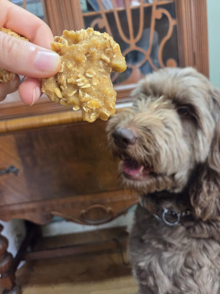 maple patiently waiting for a treat