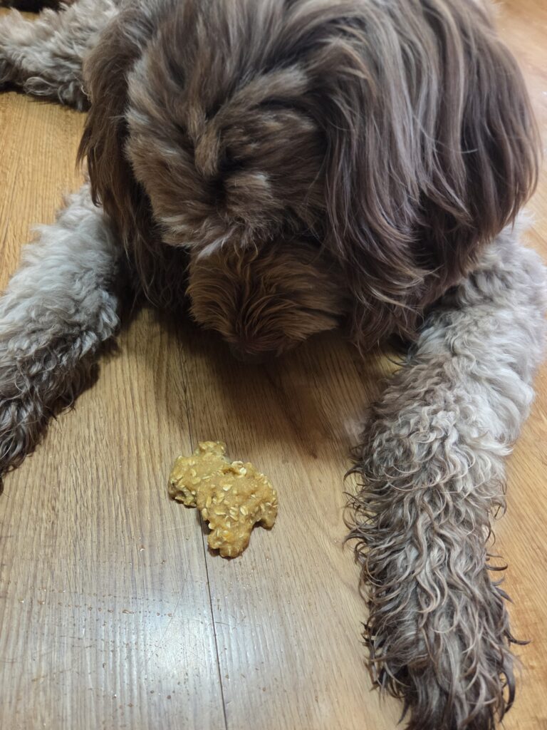 maple wants a treat