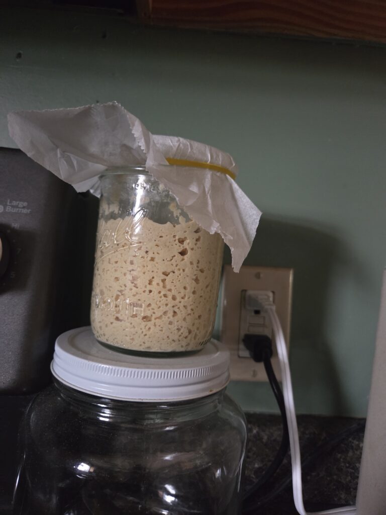 baby sourdough starter