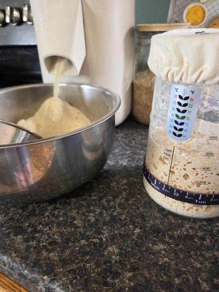 milling flour and sourdough starter